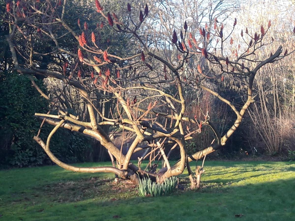 Un Grand Jardin En Ville. Chez Guy Uccle Extérieur photo